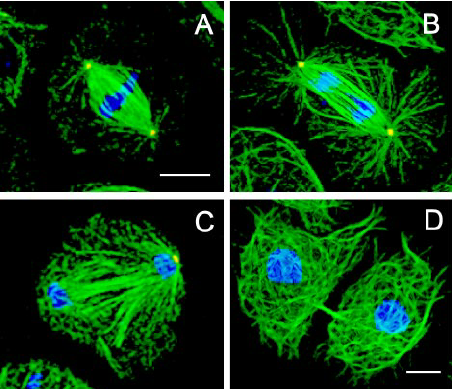 ">细胞分裂 /a>前初期(pre-prophase)到末期(telophase)的一种特殊 a