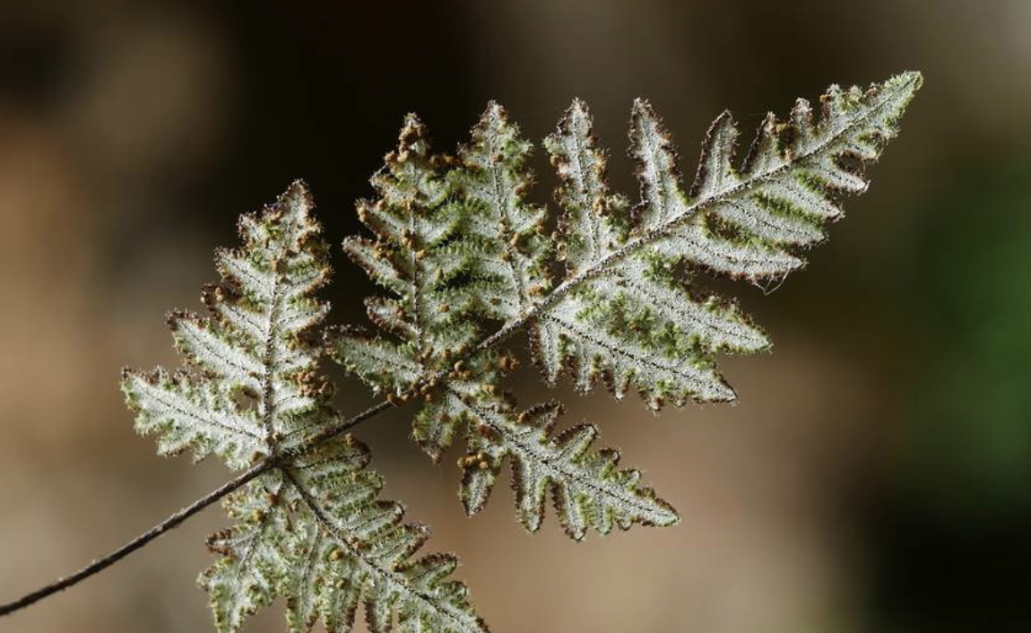 h. wright) ching)是中国蕨科,粉背蕨属植物.