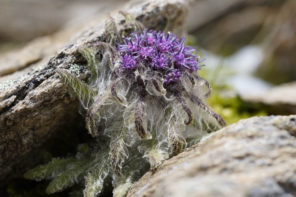  p>雪兔子(学名: i>saussurea gossipiphora /i> d.