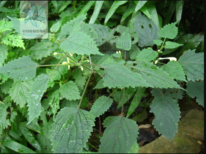  p data-id="sbvqgtfafr3c">峨嵋冠唇花是唇形科冠唇花属植物. /p>