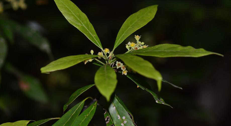  p>白楠(学名: i>phoebe neurantha /i> (hemsl.