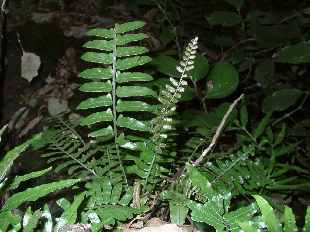 是实蕨科,刺蕨属土生 a target="_blank" href="/item/蕨类/7638032"