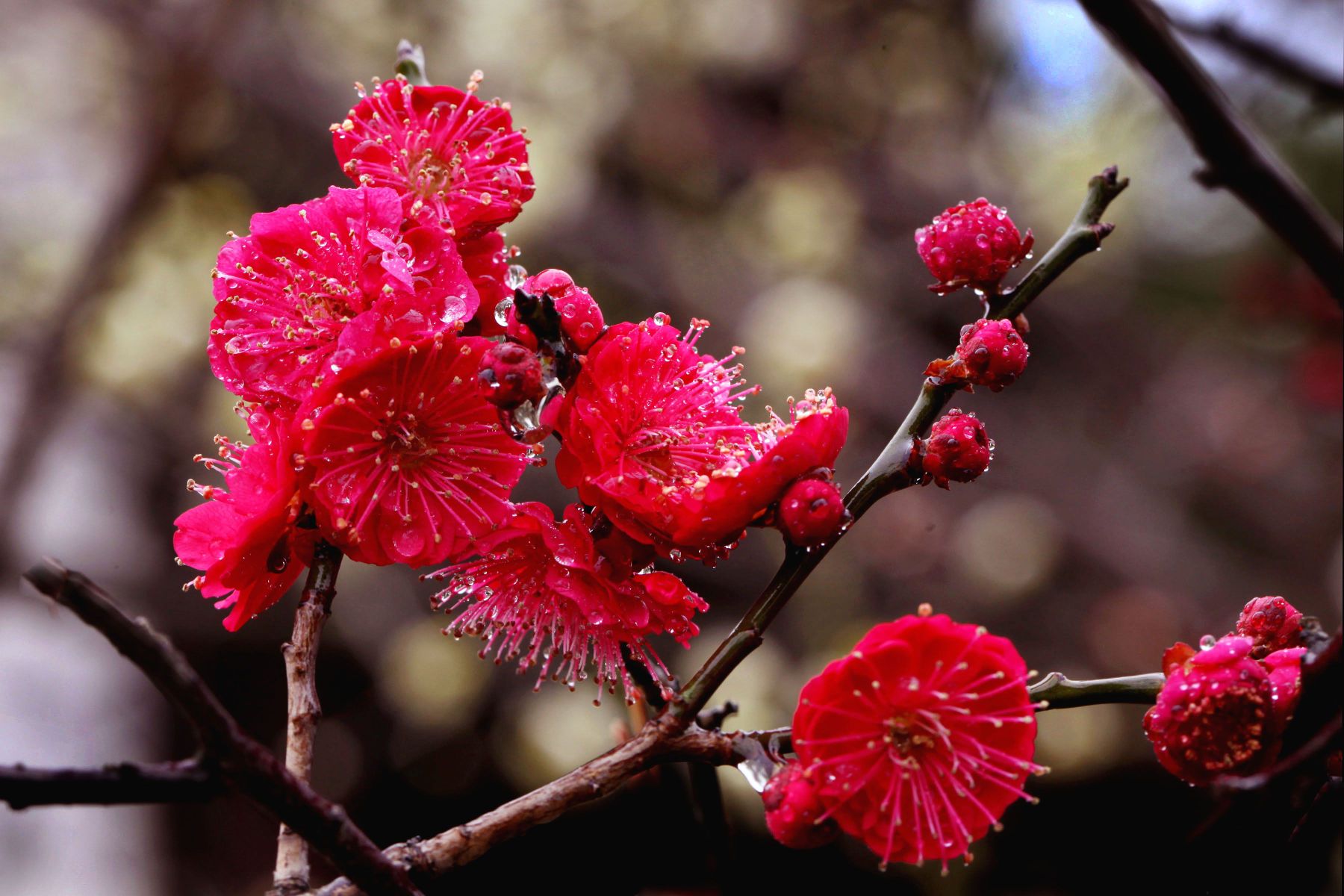 chen),俗称骨里红,为 a target="_blank" href="/item/真梅系