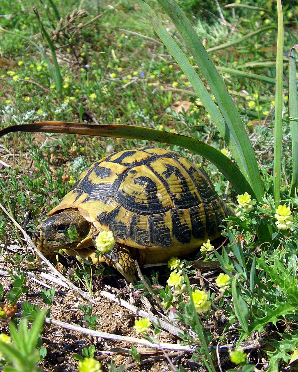  p>赫尔曼陆龟(学名: i>testudo hermanni /i>)是陆龟科,陆龟属龟类.