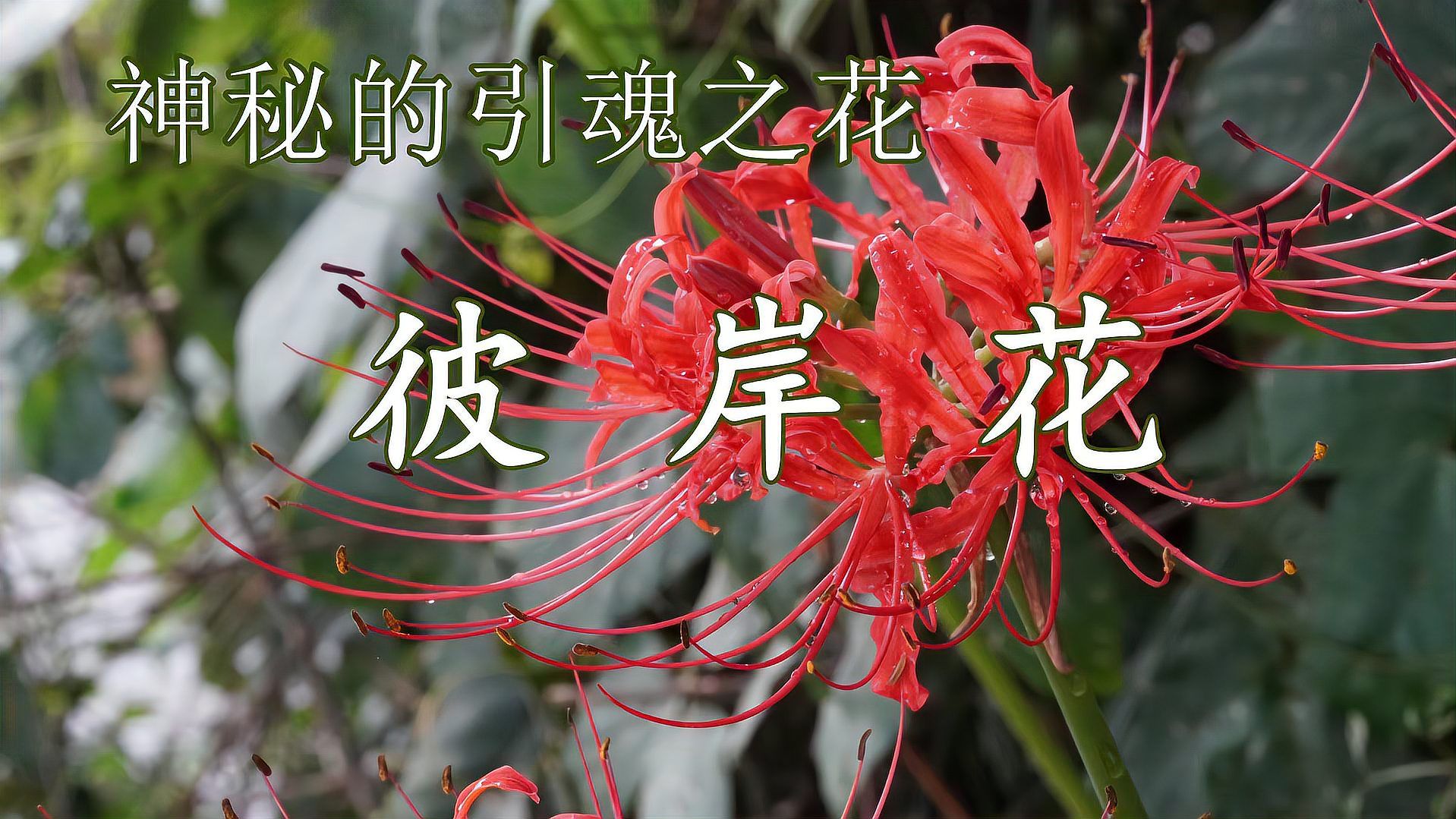 红花石蒜 百度百科