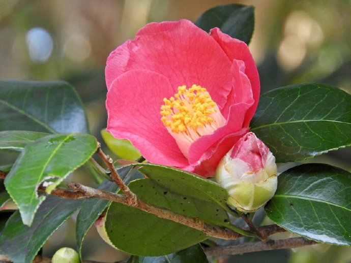  p data-id="gncofqnf4z">"椿花"是 a target