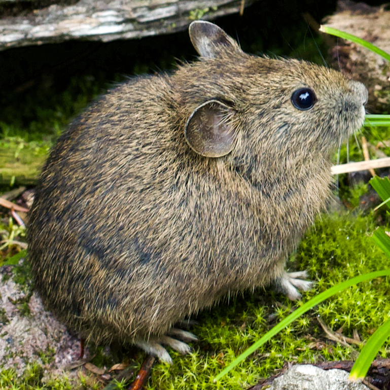 藏鼠兔玉树亚种