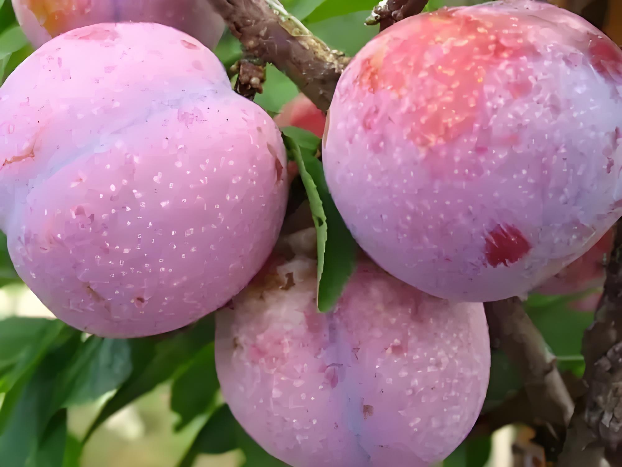 永泰芙蓉李又名夫人李