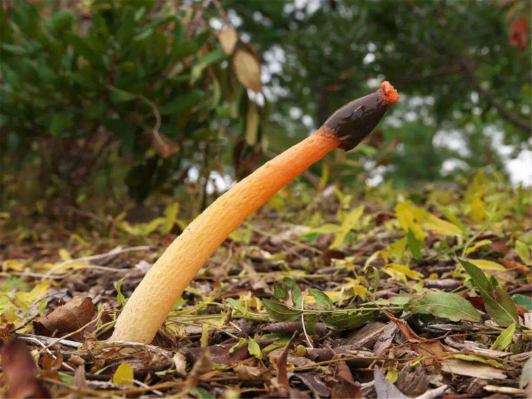  p>蛇头菌学名为"mutinus caninus",可以称得上是最丑陋的菌类.