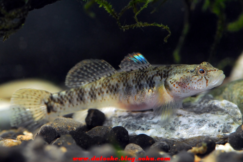  p>溪吻鰕虎鱼(学名: i>rhinogobius duospilus /i>),为 a>鰕虎鱼科 
