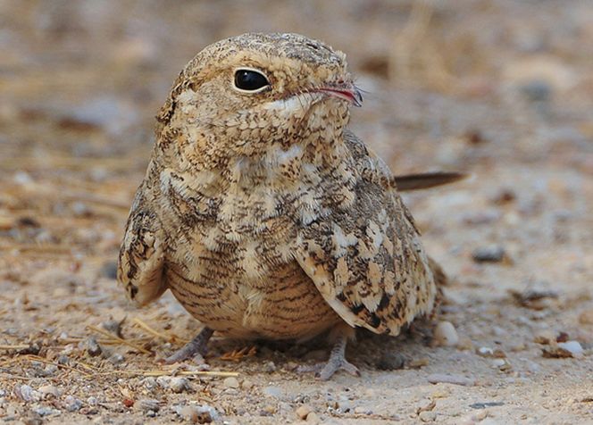  p>埃及夜鹰(学名: i>caprimulgus aegyptius /i>),是 a href="#"