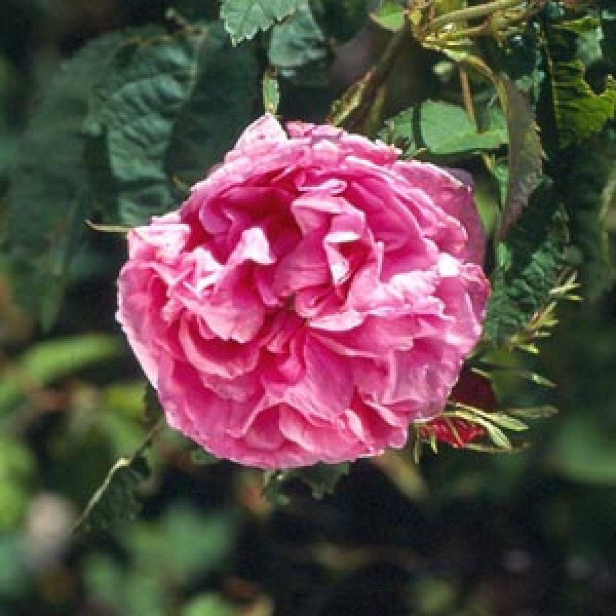  p>百叶蔷薇(学名: i>rosa centifolia /i>  l.