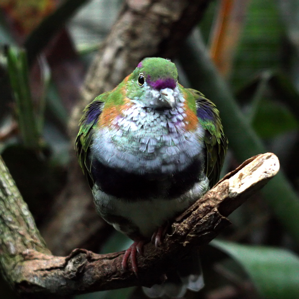  p>华丽果鸠是 a target="_blank" href="/item/鸟纲/1194548" data