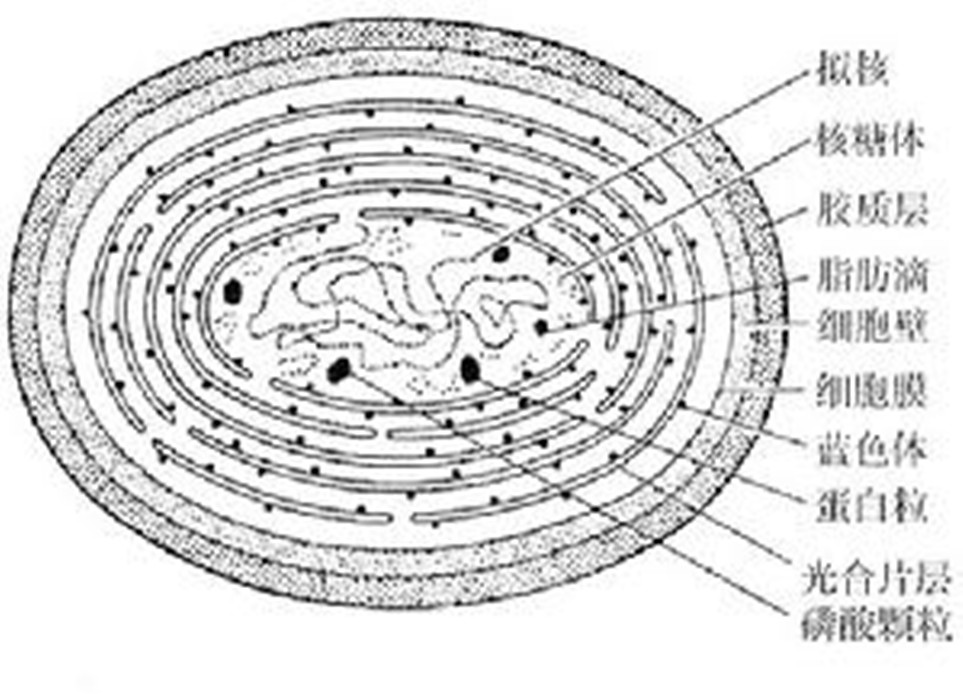 aphanizomenon flos-aquae