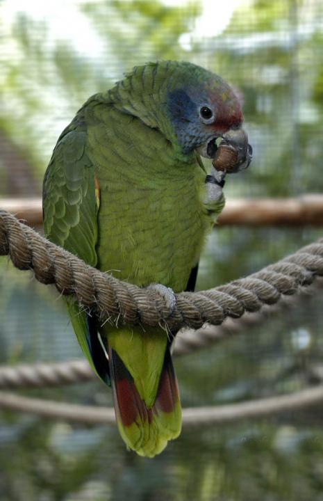红尾亚马逊鹦鹉