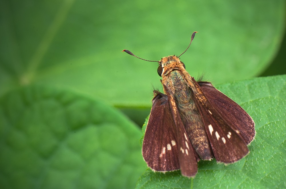  p>稻苞虫(parnara guttata bremer et grey)属 a href="#" data