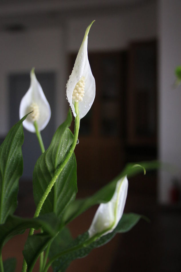 巨苞白鹤芋