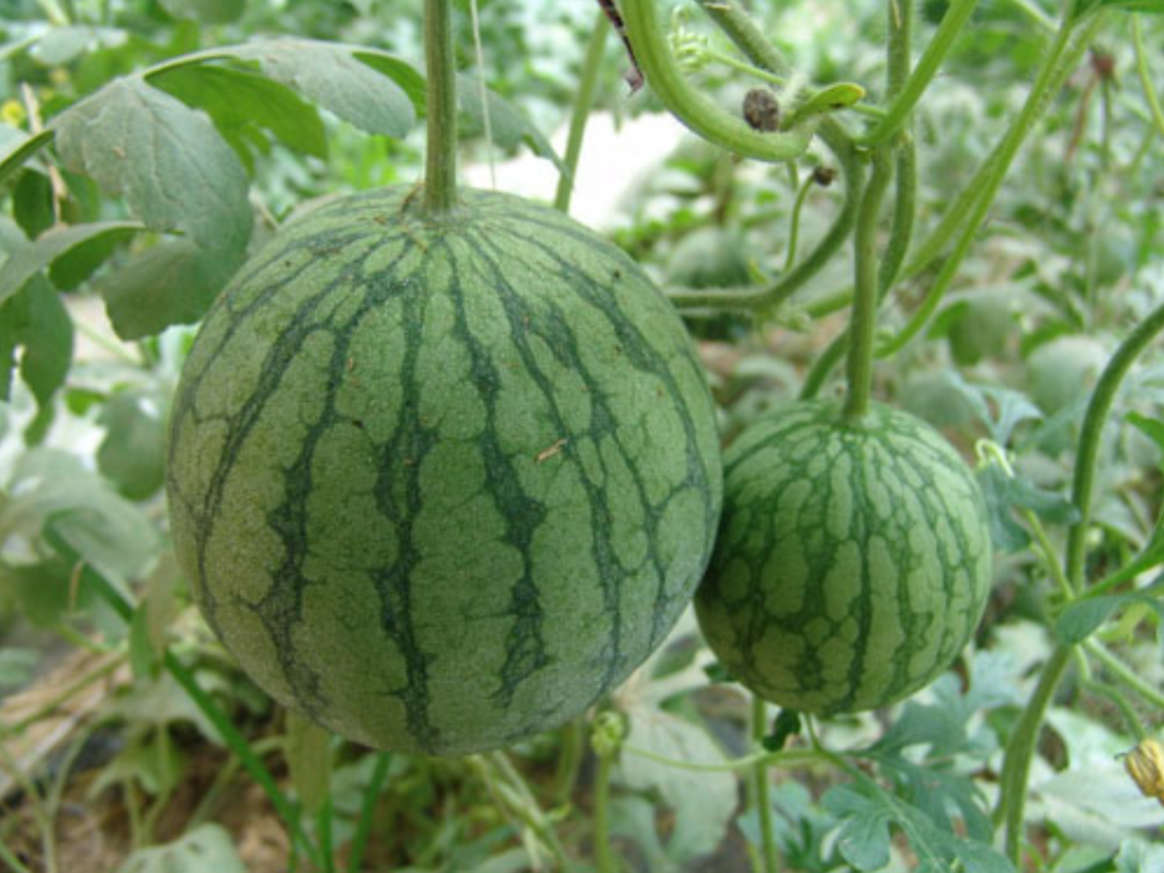 将瓜洗净,用刨刀将表皮青色含有蜡质的青皮层刨下,晒干,即为西瓜翠衣