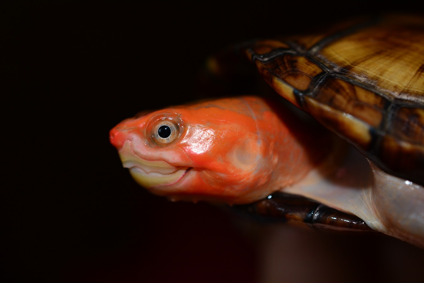红面蛋龟(kinosternon scorpioides cruentatum),又称红面泥龟