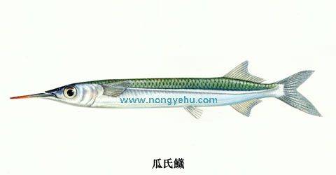 鱵属_百度百科