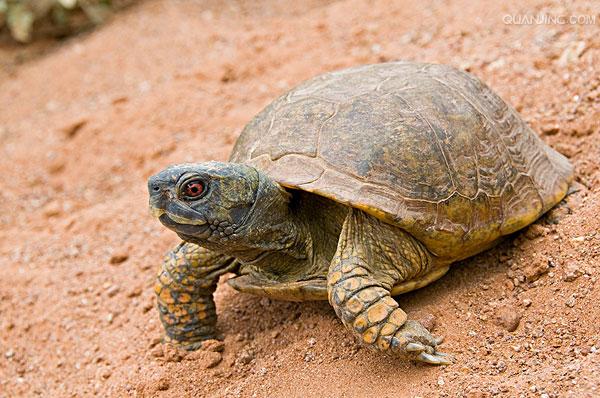  p>箱龟是几种水龟科(emydidae) a href="#" data-lemmaid="12608963"