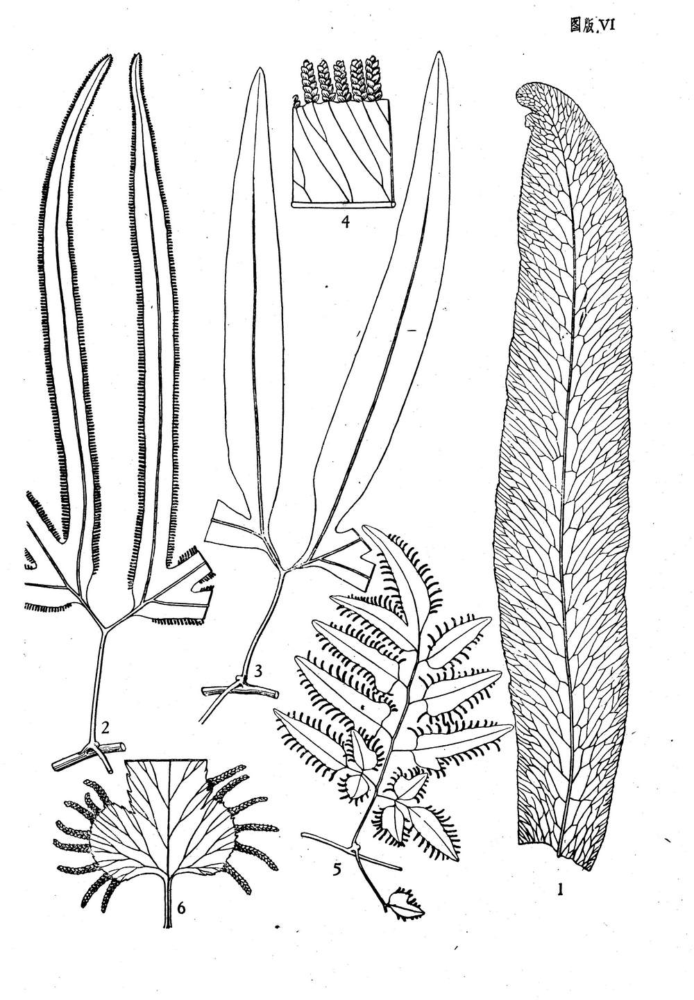  p>网脉海金沙( a target="_blank" href="/item/学名/8074290" data