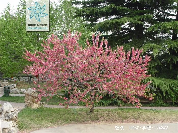  p>碧桃(学名: i>amygdalus persica /i> l. var.  i>persica /i> f.