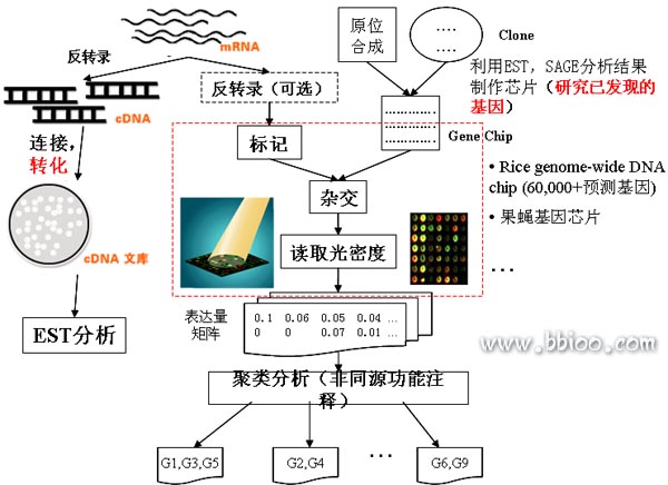 ="#" data-lemmaid="10186149">成千上万 /a>个est(express sequenced