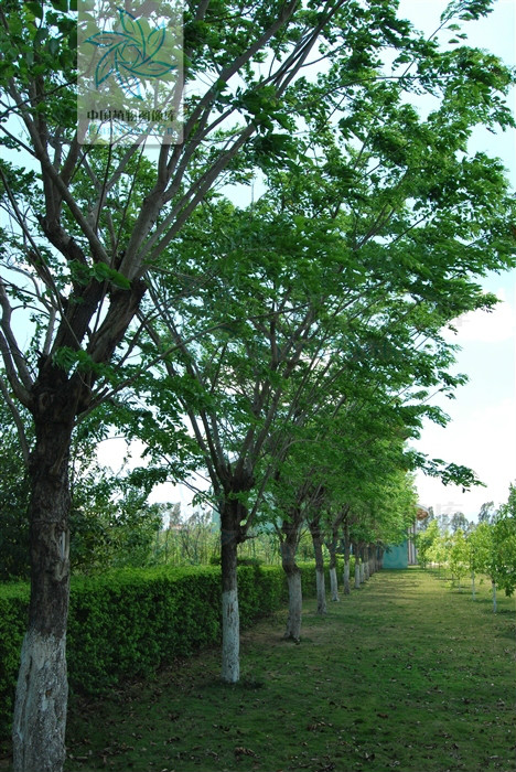  p>紫檀(拉丁学名: i>pterocarpus indicus /i>  willd.