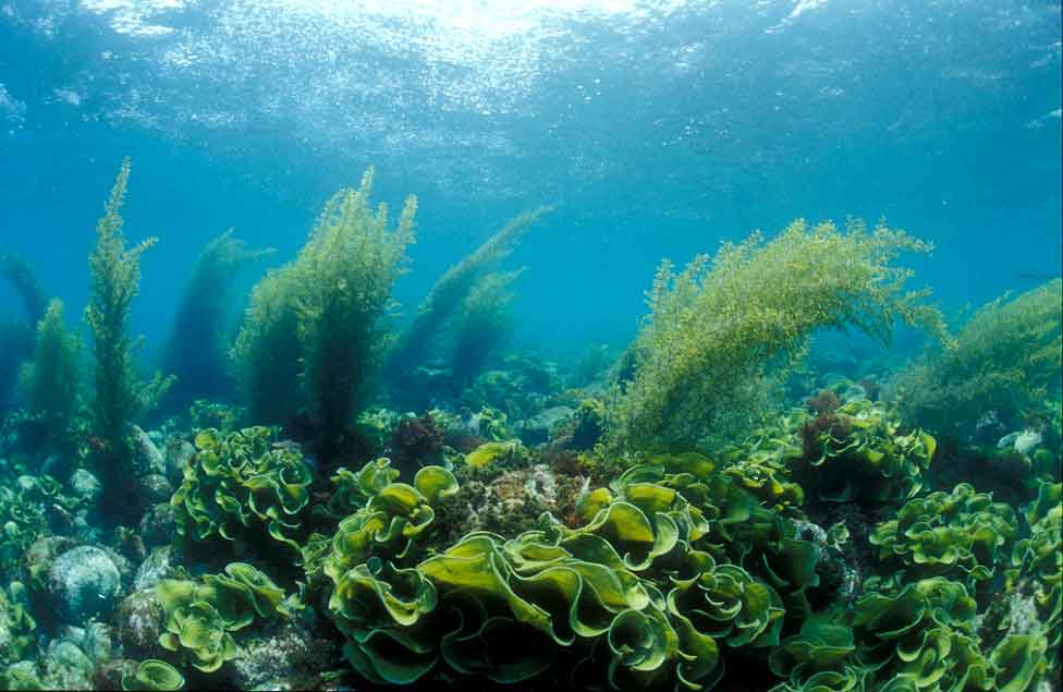 全球已知海草的种类