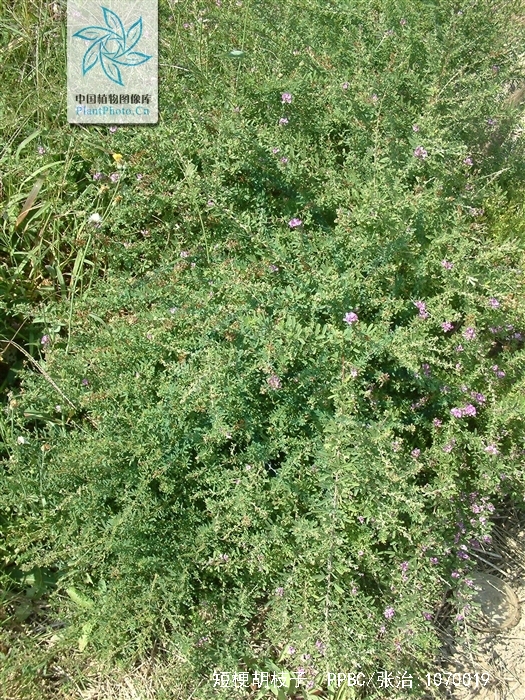 白花短梗胡枝子