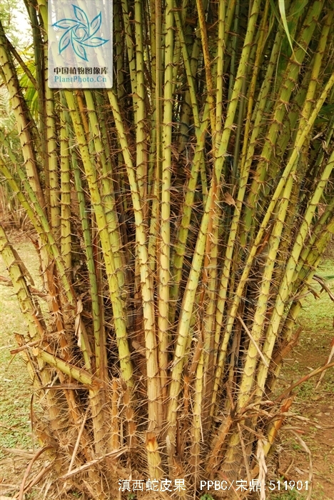 棕榈科,蛇皮果属的一种植物.灌木.植株丛生,几无茎.