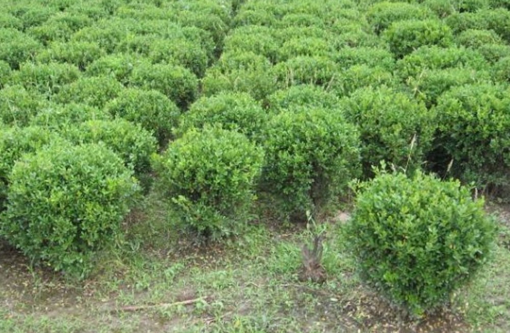 小叶女贞是冬青吗(小叶女贞是冬青吗图片)