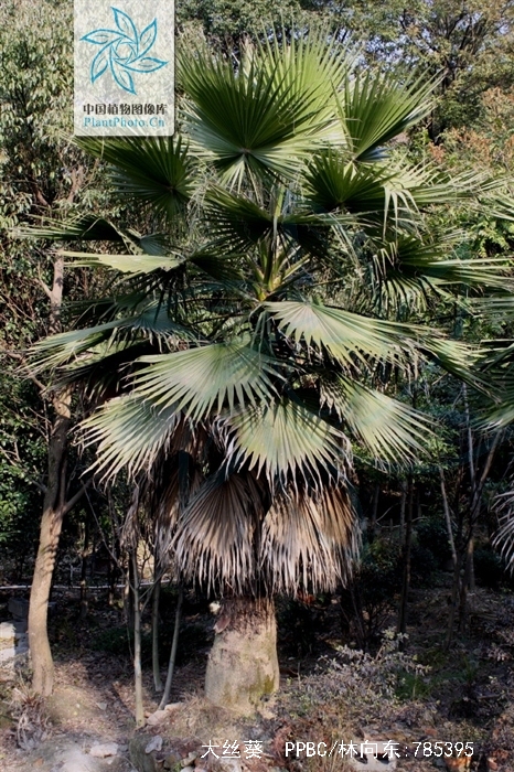  p>大丝葵(学名: i>washingtonia robusta /i> h. wendl.