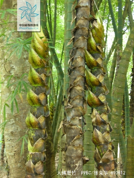  p>大佛肚竹(学名: i>bambusa vulgaris /i> schrader ex wendland  i