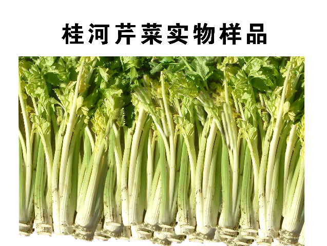  p>桂河芹菜,山东省潍坊市 a target="_blank" href="/item/寿光市