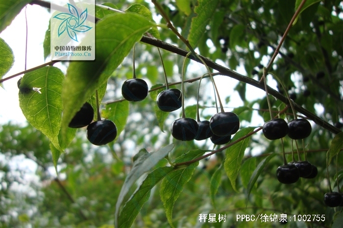 ilex asprella (hook.