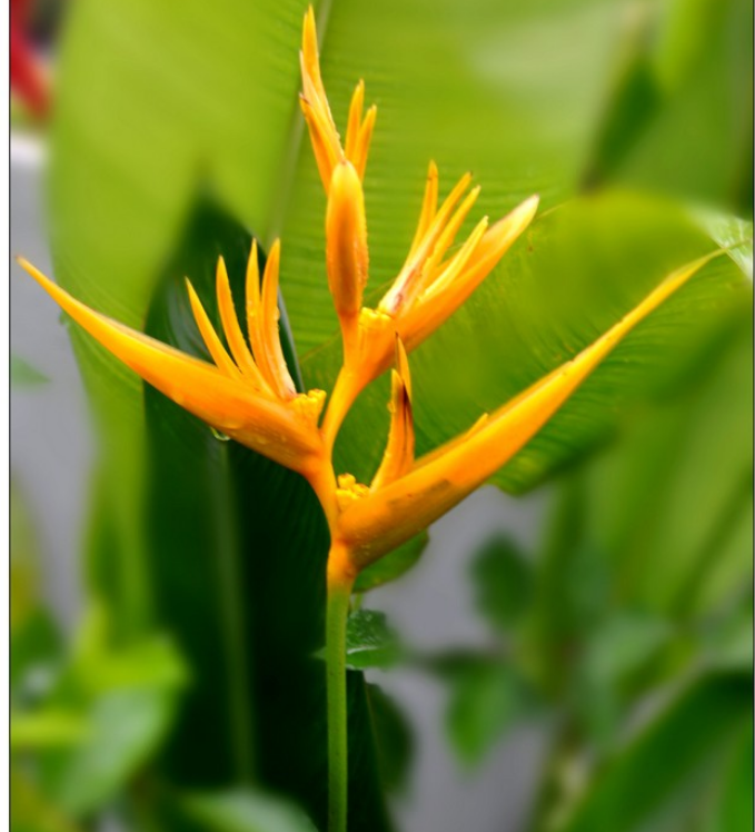 p>黄丽鸟蕉 i>heliconia subulata /i>是属于 a>蝎尾蕉科 /a>的一种
