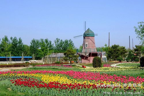 北京金盏郁金香花园