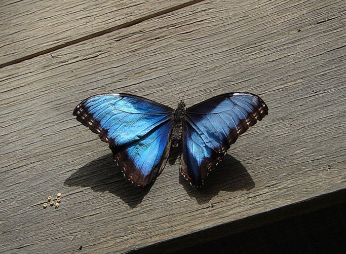  p>海伦闪蝶morpho helenor (e.