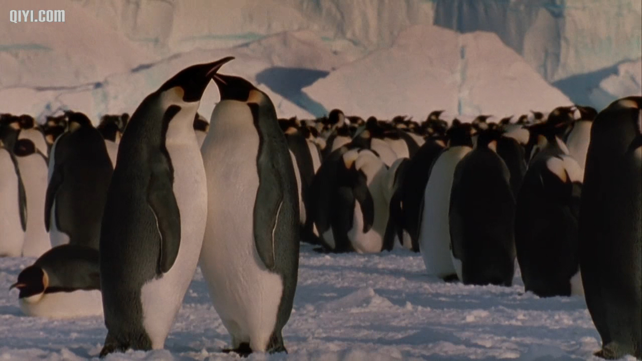 《帝企鹅日记》是由吕克·雅克执导的一部生态纪录片,于2005年1月26日