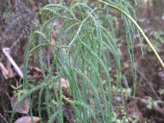  p data-id="gnbigijdd2">藤石松( i>lycopodiastrum casuarinoides 