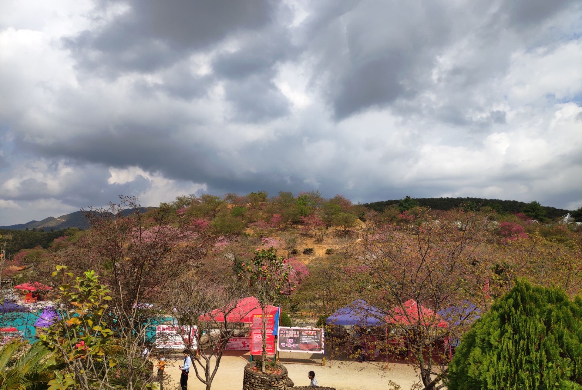 href="/item/韶关市">韶关市 /a>新丰县黄礤镇杰荣樱花峪,总面积800多