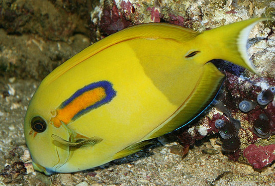  p>橙斑刺尾鱼(学名: i>acanthurus olivaceus /i>),又称一字刺尾鲷