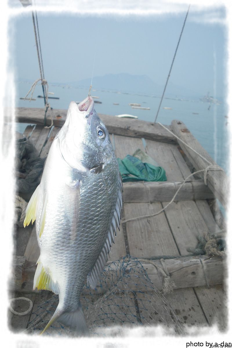  p>黄鲷是 a href="#" data-lemmaid="7626232">鲷科 /a>的一种可食用