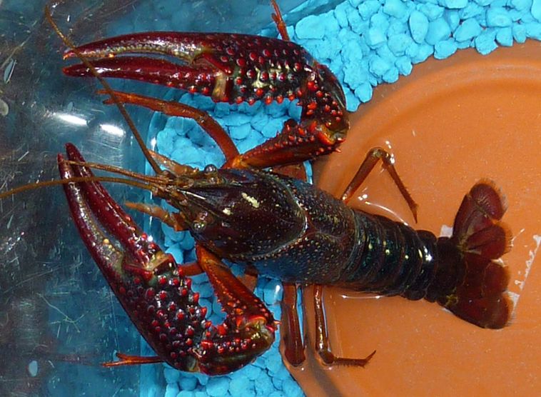  p>小龙虾(学名: i>procambarus clarkii /i>):是甲壳纲,十足目,螯虾