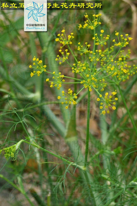 p>茴香(学名: i>foeniculum vulgare /i> mill.)伞形科草本,高0.