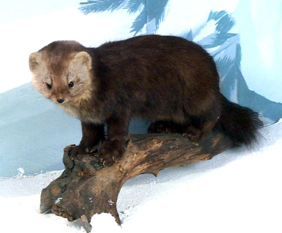 紫貂阿尔泰亚种