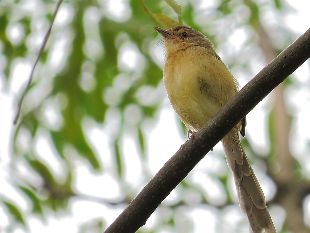 p>芦苇莺(学名 i>acrocephalus scirpaceus/i:体型较小,翅长52