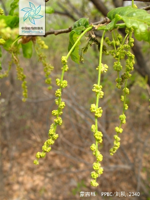  p>蒙古栎(学名: i>quercus mongolica /i> fisch.